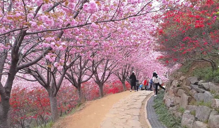 화사한 꽃과 전주 시내를 내려다볼 수 있는 곳